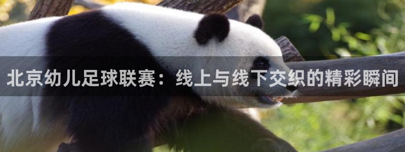 北京幼儿足球联赛：线上与线下交织的精