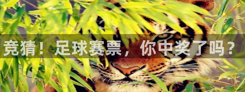 竞猜！足球赛票，你中奖了吗？